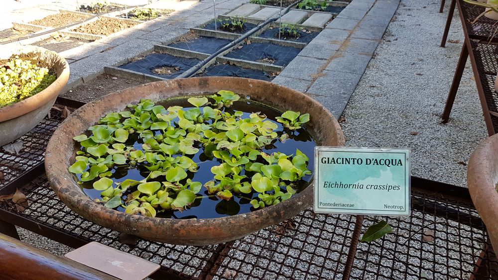 Orto Botanico Di Lucca Piante Di Tutto Il Mondo In Angolo Speciale