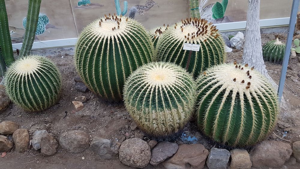 Orto Botanico Di Lucca Piante Di Tutto Il Mondo In Angolo Speciale